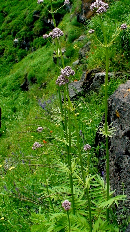 Изображение особи Valeriana officinalis.