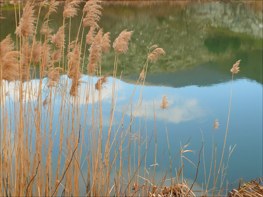 Изображение особи Phragmites australis.