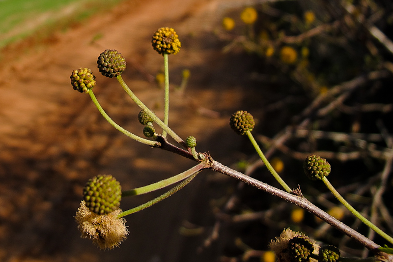 Изображение особи Vachellia farnesiana.