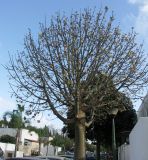 Brachychiton australis. Цветущее дерево. Израиль, г. Кирьят-Оно, уличное озеленение. 26.03.2008.