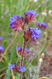 Anchusa officinalis. Верхушка цветущего растения. Украина, Черниговская обл., Ичнянский р-н, с. Хаенки, Ичнянский национальный природный парк, сухой луг. 17 июня 2010 г.