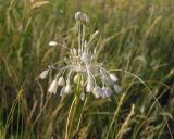 Allium paniculatum. Соцветие. Саратовская обл., Саратовский р-н, в солонцеватой степи. 18 июля 2011 г.