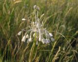 Allium paniculatum