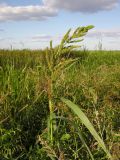 Echinochloa crus-galli. Верхушка растения с соцветиями. Окрестности Саратова, Волгоградское вдхр., о-в Покровские Пески, на нарушенном берегу. 25 августа 2011 г.