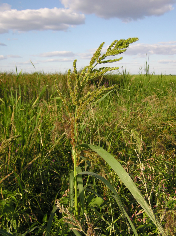 Изображение особи Echinochloa crus-galli.