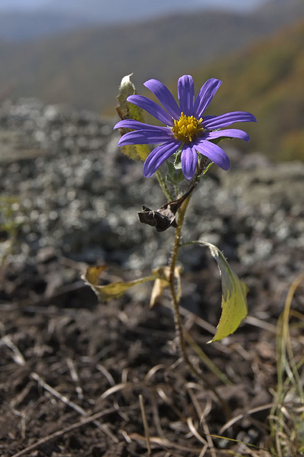 Изображение особи Callistephus chinensis.