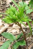 Physospermum cornubiense. Молодой лист. Крым, гора Северная Демерджи, западный склон, дубовый лес. 20 апреля 2012 г.