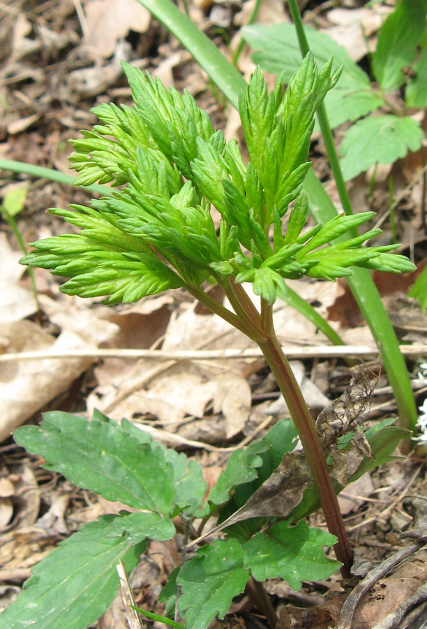 Image of Physospermum cornubiense specimen.