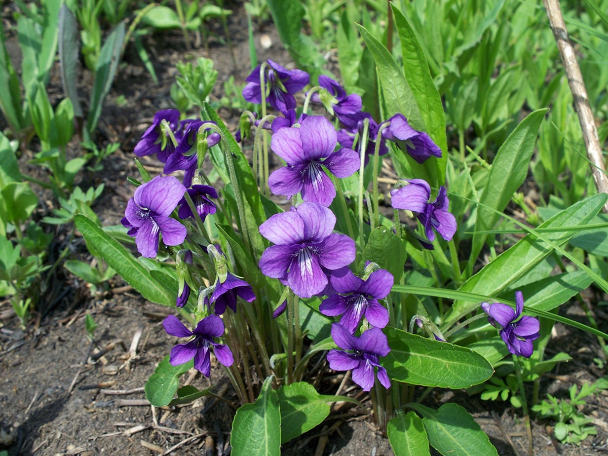 Image of Viola mandshurica specimen.