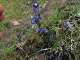 Polygala serpyllifolia. Соцветие. Испания, Страна Басков, Арратия, горный перевал Барасар. Начало мая 2012 г.