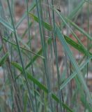 genus Elytrigia. Побеги. Крым, окр. Балаклавы. 21.05.2012.