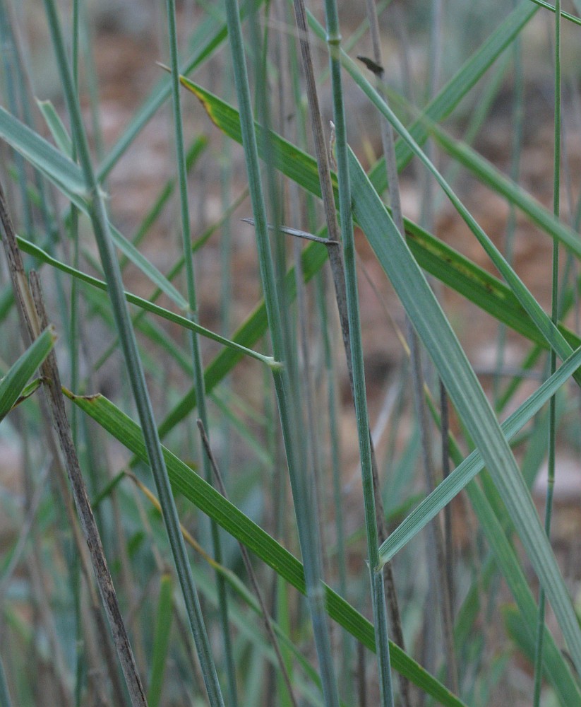 Image of genus Elytrigia specimen.