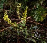 Melilotus officinalis