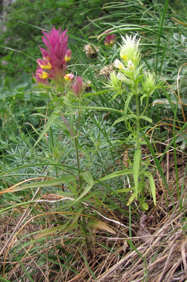 Image of Melampyrum arvense specimen.