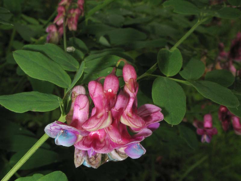 Image of Lathyrus niger specimen.