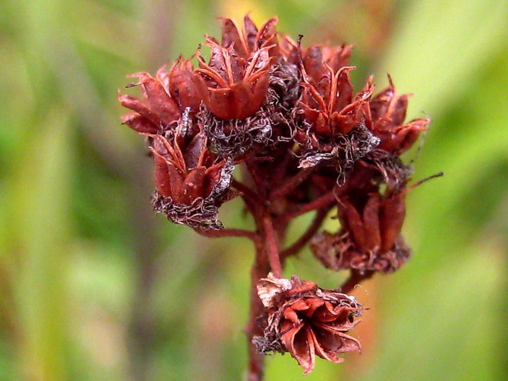 Image of Spiraea salicifolia specimen.