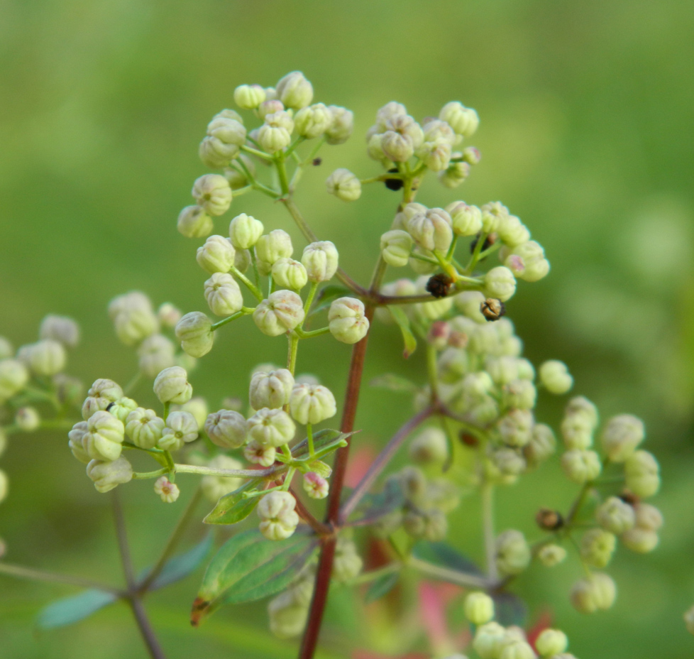 Изображение особи Galium physocarpum.