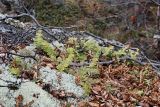 Polypodium vulgare. Растения на валуне в берёзовом редколесье. Окрестности Мурманска, начало июня.