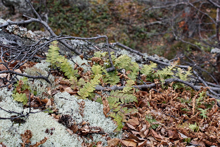 Изображение особи Polypodium vulgare.