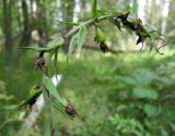 Epipactis helleborine