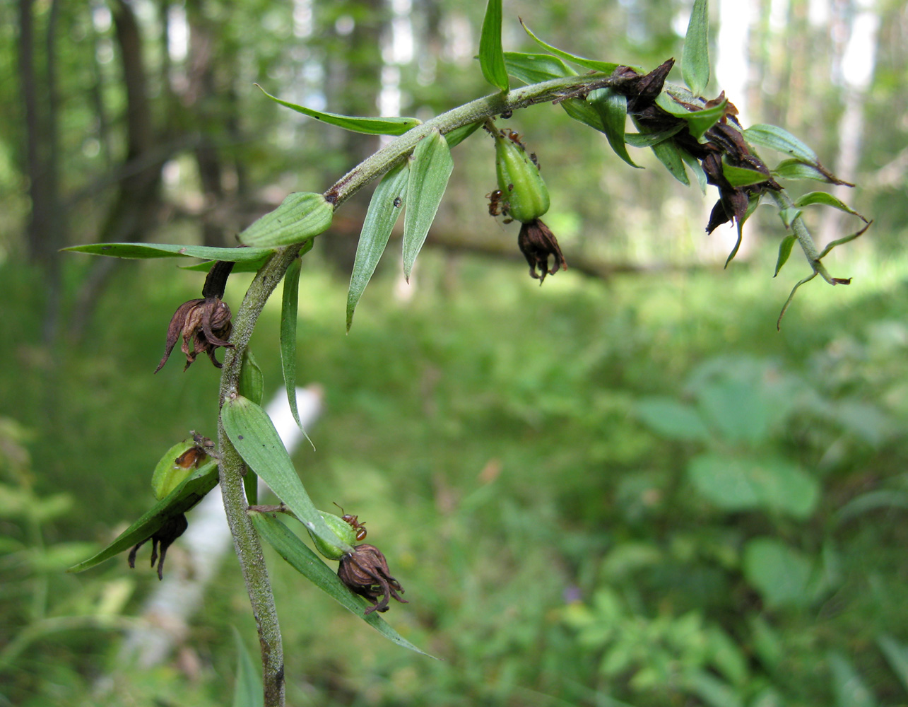 Изображение особи Epipactis helleborine.