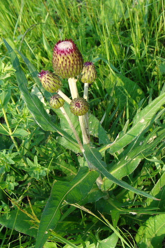 Изображение особи Cirsium heterophyllum.