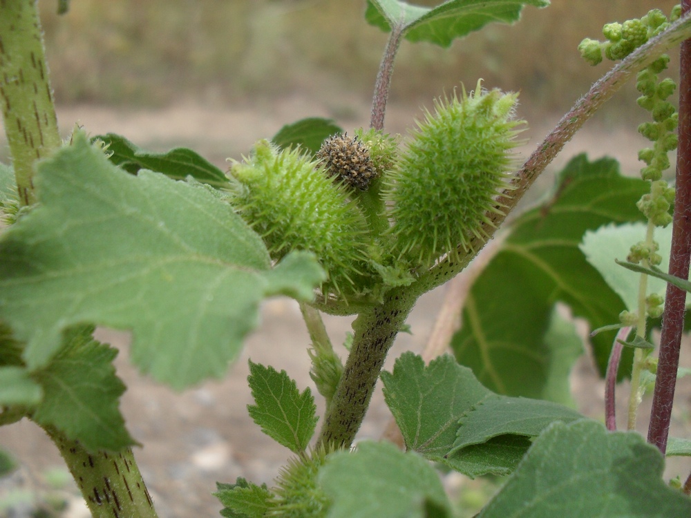 Image of Xanthium orientale specimen.