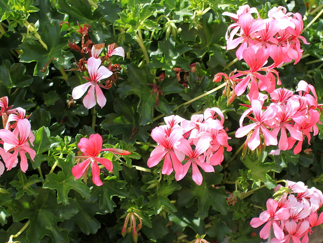 Изображение особи Pelargonium peltatum.