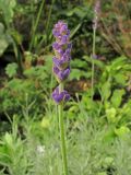 Lavandula angustifolia. Соцветие. Владивосток, Ботанический сад-институт ДВО РАН. 16 сентября 2012 г.