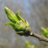 род Euonymus