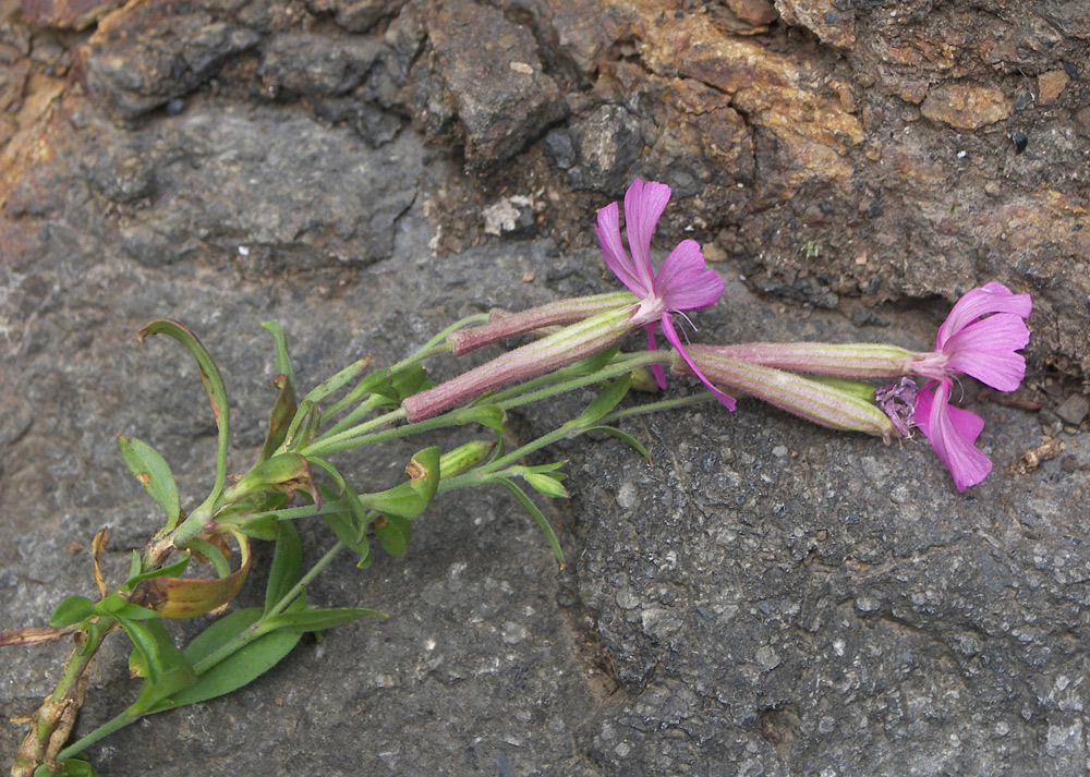 Изображение особи Silene schafta.