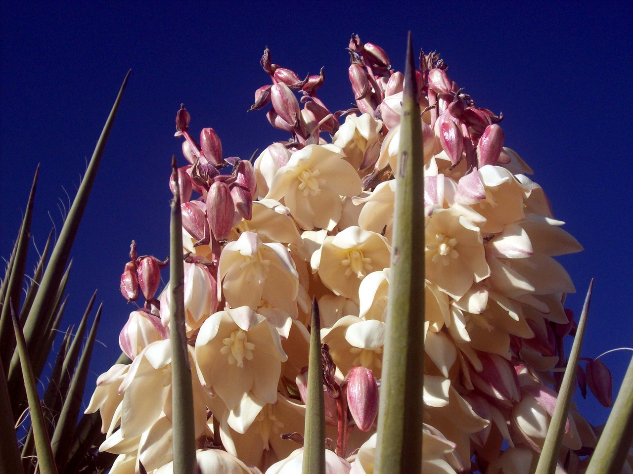 Image of genus Yucca specimen.