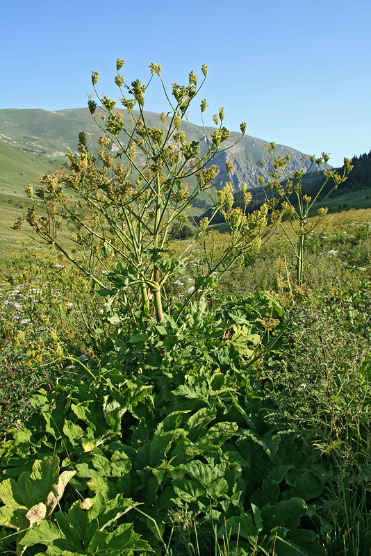 Image of genus Heracleum specimen.