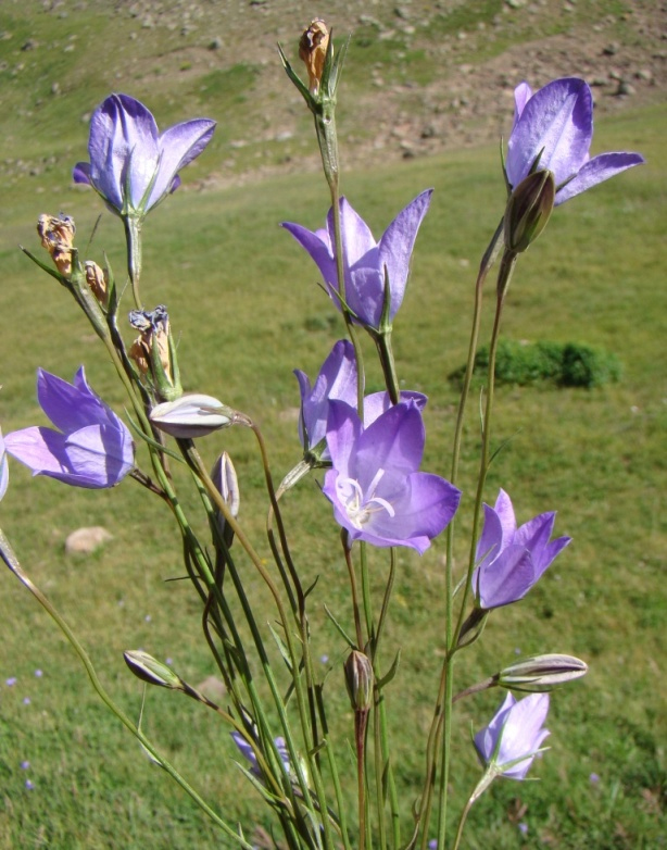 Изображение особи Campanula stevenii.