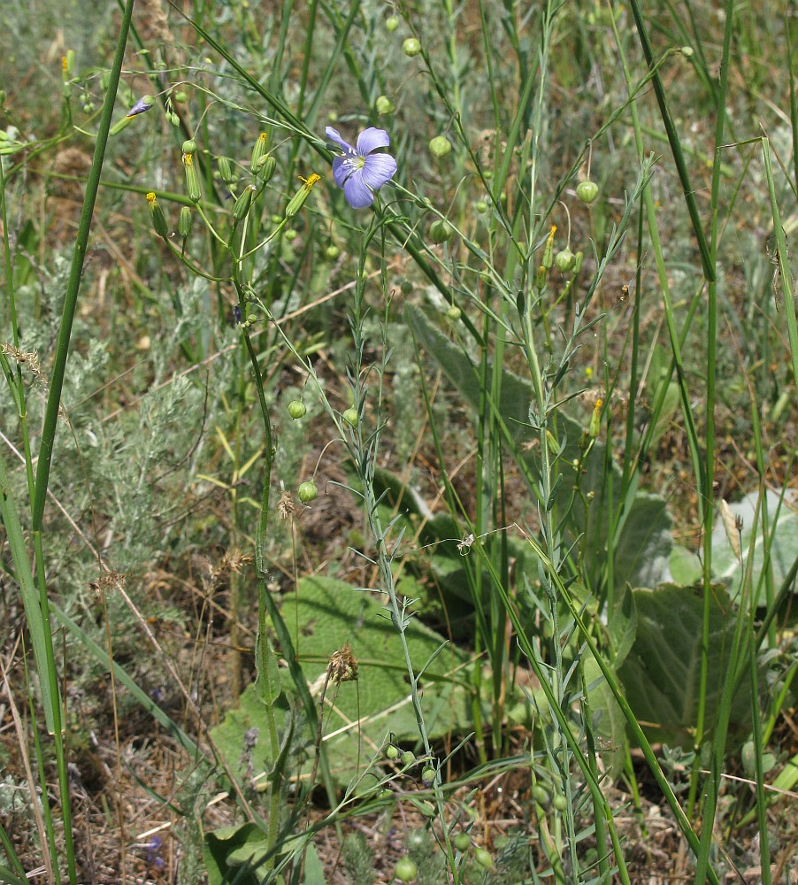 Image of Linum austriacum specimen.