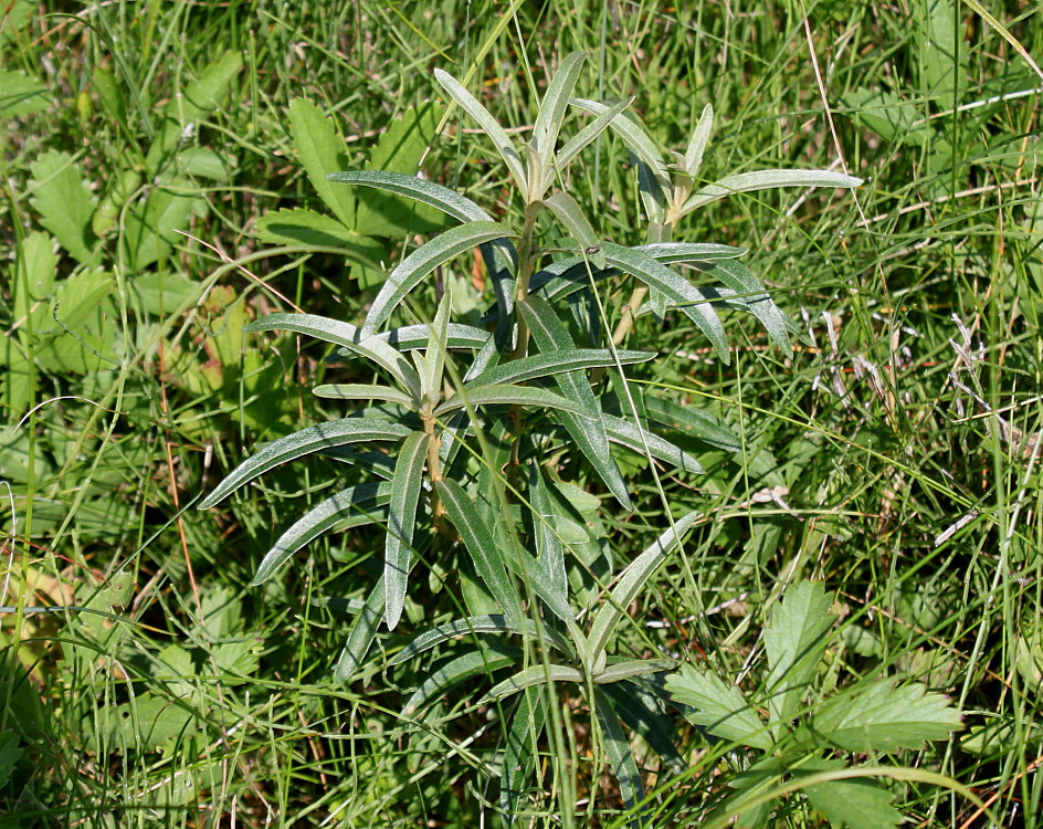 Изображение особи Hippophae rhamnoides.