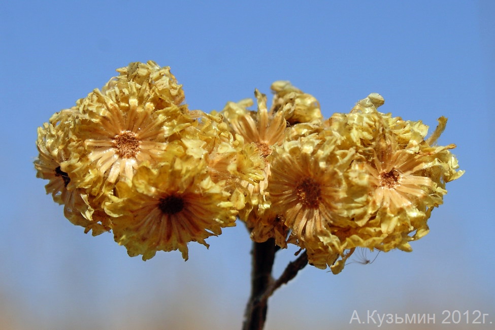 Image of Helichrysum arenarium specimen.