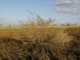 Artemisia nitrosa