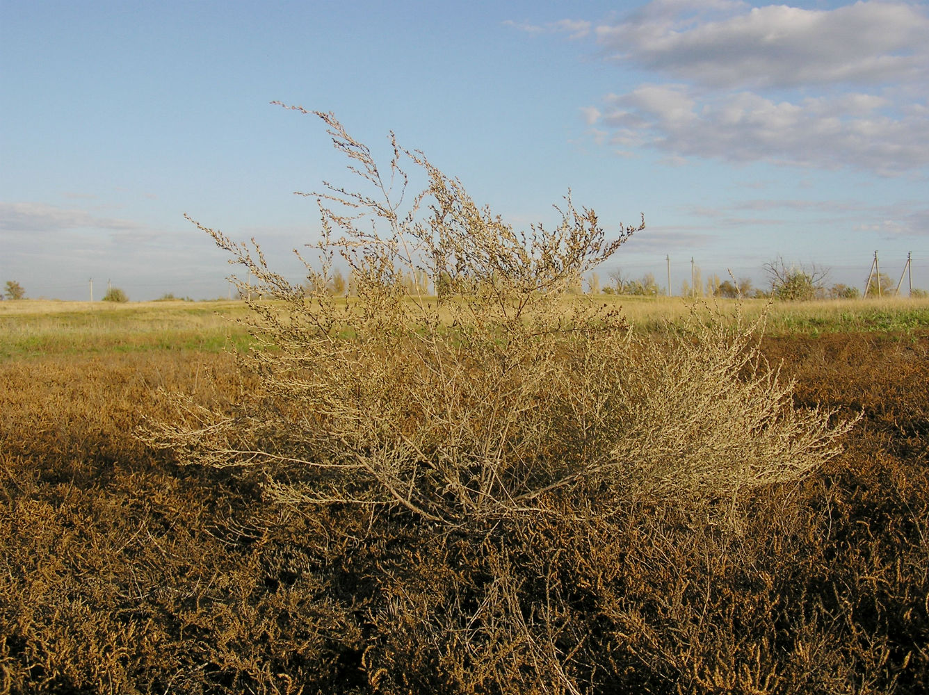 Изображение особи Artemisia nitrosa.