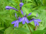 Lobelia sessilifolia