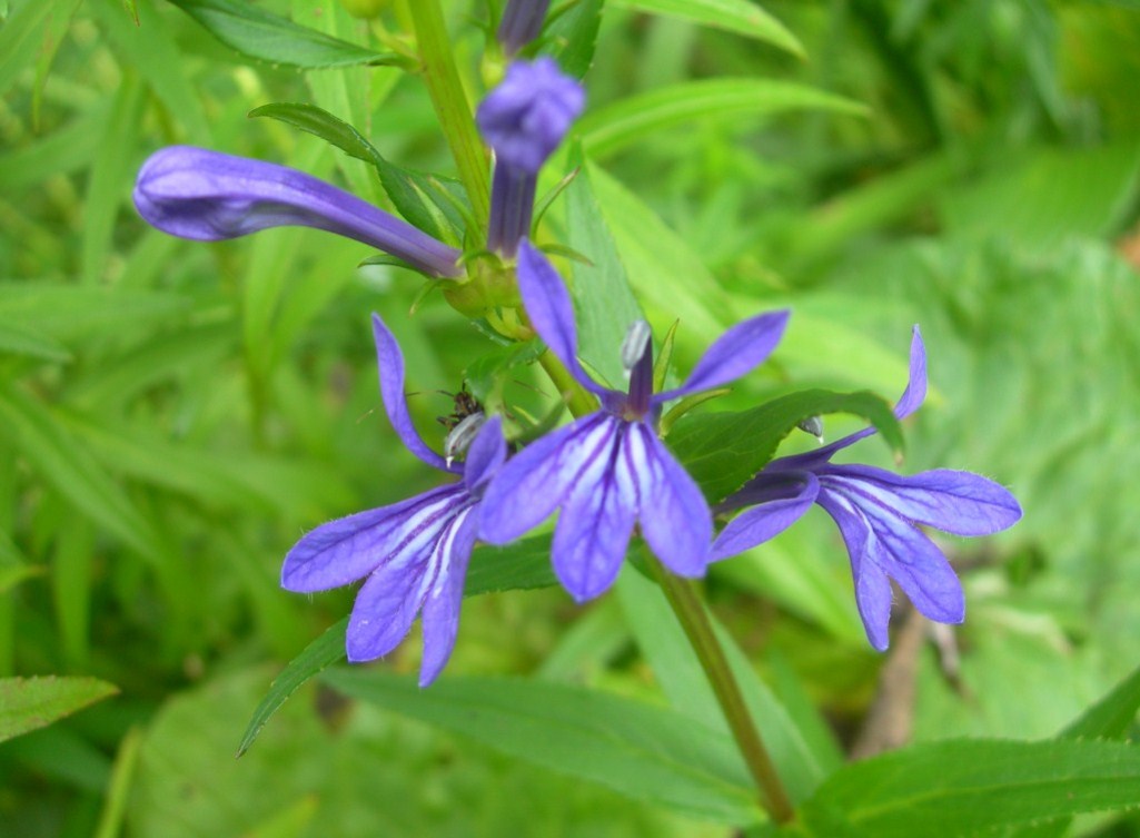Image of Lobelia sessilifolia specimen.