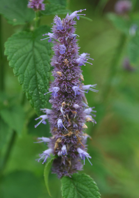 Изображение особи Agastache rugosa.