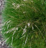 Festuca gautieri