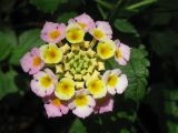 Lantana camara. Соцветие. Украина, г. Запорожье, Запорожский детский ботанический сад. 19.06.2009.