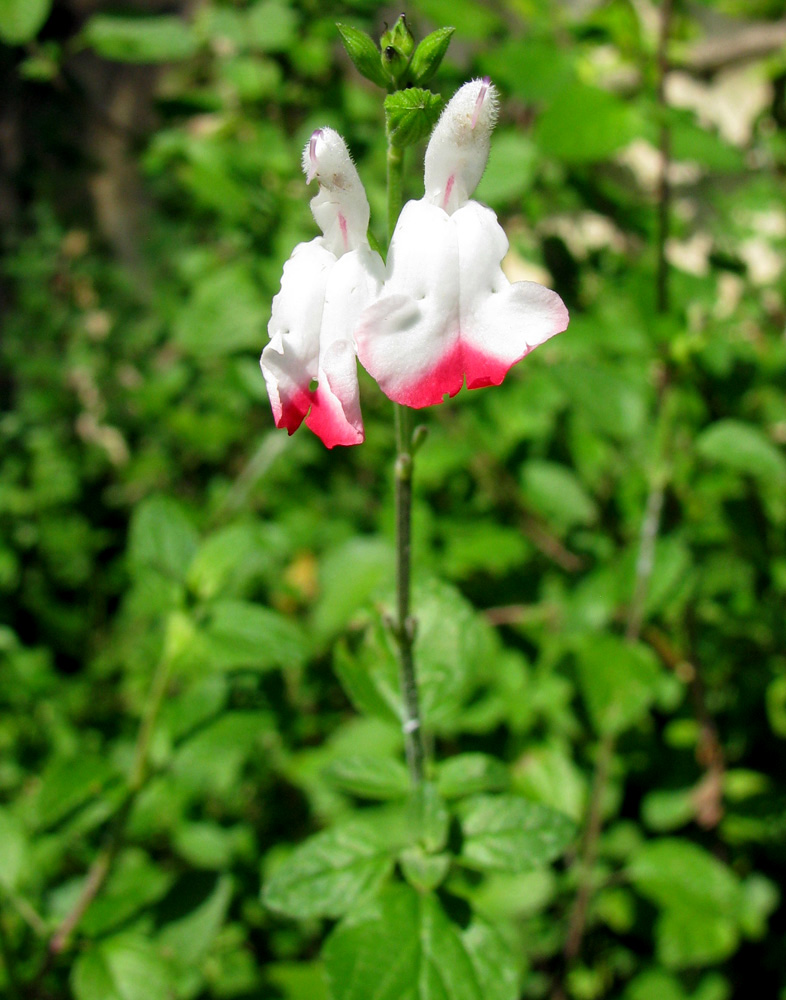 Изображение особи Salvia microphylla.