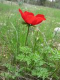 Anemone coronaria. Цветущее растение. Израиль, Северный Негев, лес Лаав. 05.02.2013.