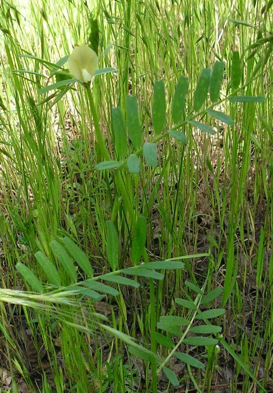 Image of Vicia grandiflora specimen.