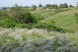 Stipa lessingiana. Аспект плодоносящих растений. Ростовская обл., г. Новочеркасск, балочная степь. 2007 г.