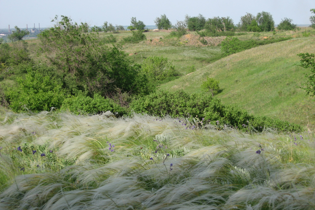 Image of Stipa lessingiana specimen.