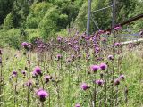 Cirsium heterophyllum